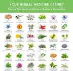 Ultimate Medicinal Herb Seeds Variety Pack – 36 Heirloom Non-GMO Healing Herbs for Planting | Wellness & Apothecary Garden Kit for Herbalists, Homesteaders – Survival Garden Seeds (28,000+)