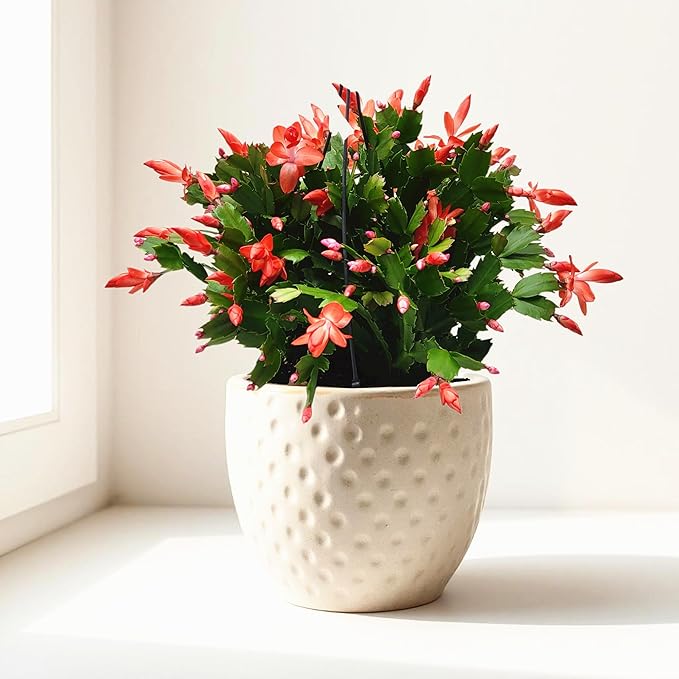 Thanksgiving Cactus, Coral Seasonal Blooms, Live Indoor Plant, Flowering Houseplant, Christmas Cactus, 8-Inch Hanging Basket, Holiday Decor, Pet Safe, Free Heat Pack