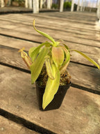 Nepenthes Sanguinea Pitcher Plant - Live Carnivorous - Beginner Friendly Tropical Pitcher Plant by Savage Gardeners
