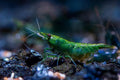 SF Aquatic™ 10 Green Diamond High Grade Neocaridina Live Freshwater Aquarium Shrimps Fully Mature Breeding Age. Live Arrival Guarantee.