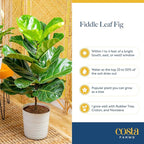 Costa Farms Fiddle Leaf Fig Tree Live Plant in Plastic Pot, Large Indoor Houseplant, Perfect for Home, Room, or Office Decor, Great House Warming or Birthday Gift, 5-6 Feet Tall