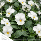 Live Healthy Flowering Pansies - White Blotch (4 Plants Per Pack), Beautiful Winter Color, 6" Tall by 4" Wide in 1 Pint Square Pot