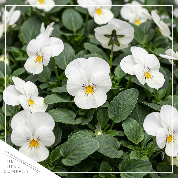 Live Healthy Flowering Pansies - White Blotch (4 Plants Per Pack), Beautiful Winter Color, 6" Tall by 4" Wide in 1 Pint Square Pot