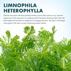 SubstrateSource Live Aquarium Stem Plants - Freshwater Aquatic Plant for Fish Tanks, Aquascaping - (Limnophila Heterophylla, 4 Bunches)