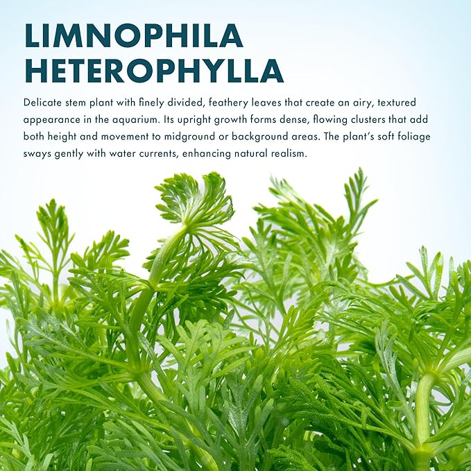 SubstrateSource Live Aquarium Stem Plants - Freshwater Aquatic Plant for Fish Tanks, Aquascaping - (Limnophila Heterophylla, 4 Bunches)