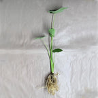 Chalily Green Taro, a Great Live Pond Plant for Your Water Garden. Great for koi and Goldfish Pond. Good for Bogs, Plant Shelf or Shallow Water This marginal Aquatic is a Real Beauty