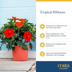 Costa Farms Premium Hibiscus Outdoor Flowering Plants 1 Gallon, Grower Pot, 16-Inches Tall, Red Flowers