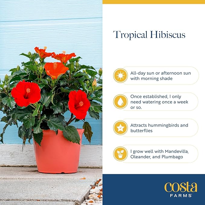 Costa Farms Premium Flowering Braided Hibiscus Grower Pot Live Outdoor Plant, 2-Pack 20-Inches Tall, Grower's Choice Flowers