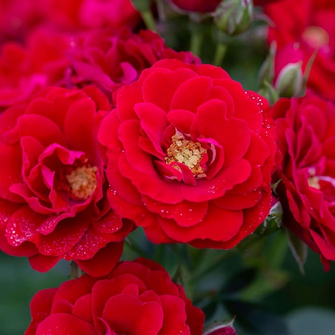 Heirloom Climbing Roses, Live Own Root Plant for Outdoor Garden, Cherry Frost™, Lightly Fragrant, Hardiness Zones 4-8, Repeat Blooming