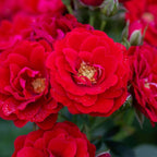 Heirloom Climbing Roses, Live Own Root Plant for Outdoor Garden, Cherry Frost™, Lightly Fragrant, Hardiness Zones 4-8, Repeat Blooming