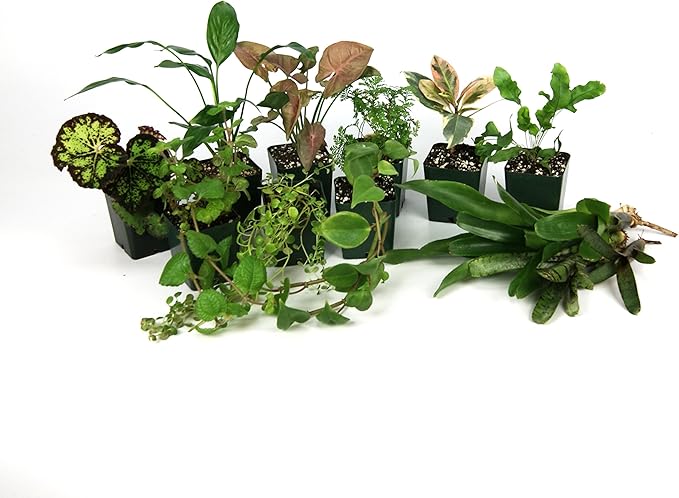 Josh's Frogs 18x18x24 Tropical Vivarium Plant Kit