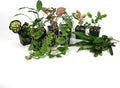 Josh's Frogs 29 Gallon Tropical Vivarium Plant Kit