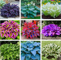 50pcs Mixed Hosta Seeds for Planting Outdoors Rare Perennial Flower Shade Hosta Plant Moderate Drought Tolera
