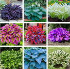 50pcs Mixed Hosta Seeds for Planting Outdoors Rare Perennial Flower Shade Hosta Plant Moderate Drought Tolera