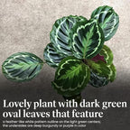 American Plant Exchange Calathea Medallion - 6-Inch with Pot Cover – Live Pet-Friendly Indoor Houseplant with Wavy Green Leaves for Low-Light Homes, Offices, Bedrooms & Shelf Décor