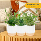 Costa Farms Pothos Live Plants (6-Pack), Devil's Ivy Assorted Varieties in Decorative Plant Pots, Easy Care Air Purifying Indoor Houseplants, Home or Office Decor, Housewarming Gift Set