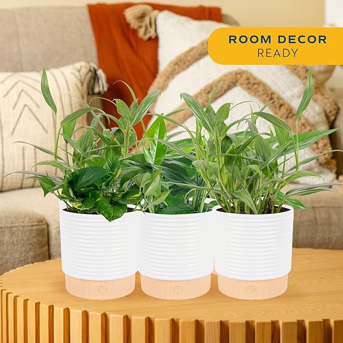 Costa Farms Pothos Live Plants (6-Pack), Devil's Ivy Assorted Varieties in Decorative Plant Pots, Easy Care Air Purifying Indoor Houseplants, Home or Office Decor, Housewarming Gift Set