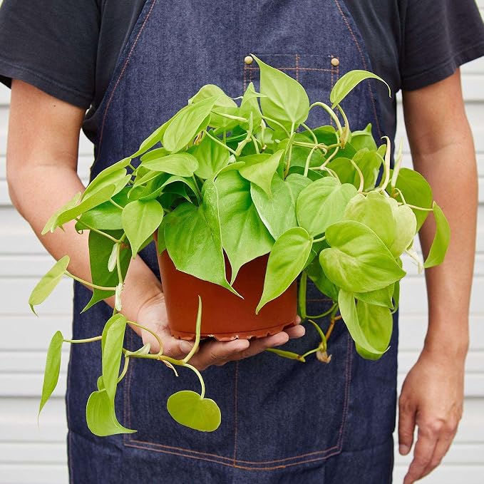Philodendron Cordatum Neon Live Plant for Indoor | Different Houseplants in 4'' & 6'' Pot | Real House Plant for Living Room, Office, Desk & Bathroom | Neon