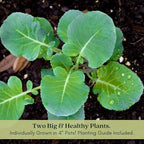 Clovers Garden Broccoli Marathon Plants- Two (2) Live Plants – Non-GMO - Not Seeds - Each 4" to 8" Tall – in 4" Inch Pots - High-Yield, Cold Tolerant