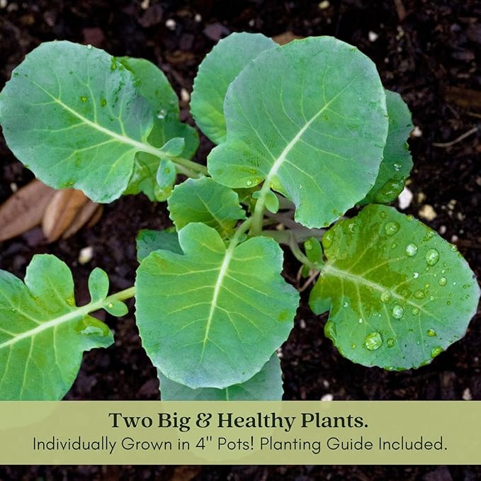Clovers Garden Broccoli Marathon Plants- Two (2) Live Plants – Non-GMO - Not Seeds - Each 4" to 8" Tall – in 4" Inch Pots - High-Yield, Cold Tolerant