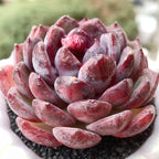FWPP Succulents Plants Live Blueberry Succulent Plant, Bare Root Without Pot, Live Real Succulent for Indoor & Outdoor, Mini Succulent Plant, Natural Succulent Plants for House, Office and Garden