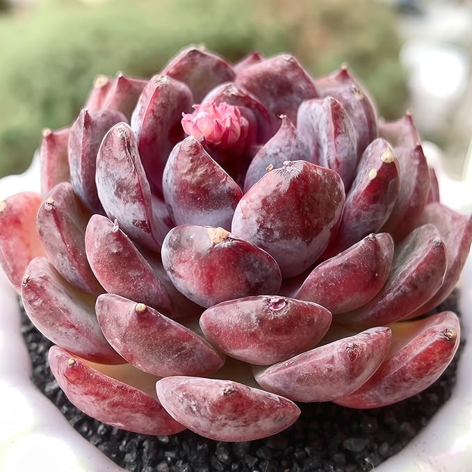 FWPP Succulents Plants Live Blueberry Succulent Plant, Bare Root Without Pot, Live Real Succulent for Indoor & Outdoor, Mini Succulent Plant, Natural Succulent Plants for House, Office and Garden