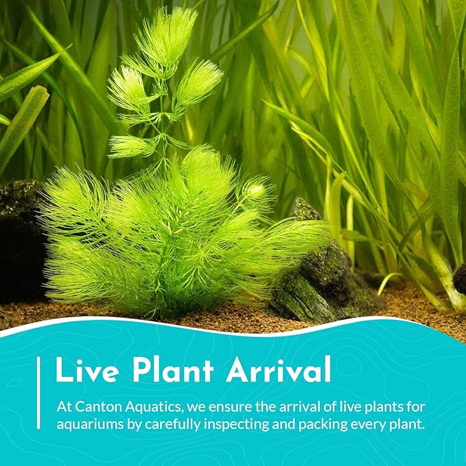 Live Aquarium 6 Hornwort Coontail Indoor Plants - Excellent Aquarium Plant - Beautiful Effect to Aquarium - Fast Growth, Long Lasting & Easy to Care Aquatic Plants - Pack 6