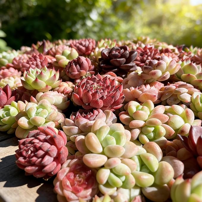 100 Pack Succulent Plants Live, Assorted Succulents Bulk Bare Root, Live Mini Succulent Plants, Easy Care Indoor Outdoor Plants for Beginners, Terrarium DIY Kit, Wedding Party Favors,Desk Decor