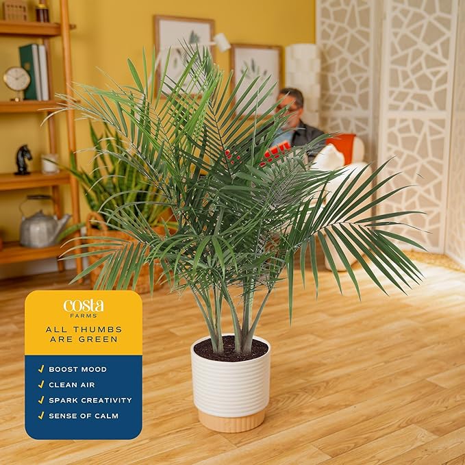 Costa Farms Majesty Palm Live Plant in Decorative Pot, Indoor Houseplant, Perfect for Home, Room, or Office Decor, Great House Warming or Birthday Gift, 3-4 Feet Tall