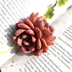 Generic Echeveria Ariel Rare Live Succulent Plants, 2 Heads 3"" Red, Bare Root Without Pot & Soil, 1/3/7 Pcs, Garden Indoor Office Desk Baby Shower Decoration, Friend Plant Lovers Gifts