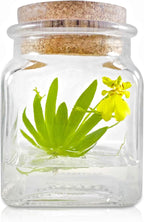 Bloomify Award Winning, Maintenance Free Dancing Orchid Terrarium - Psygmorchis Pusilla - Miniature, No Green Thumb Necessary, Great for Work, Home, Unique Gift.