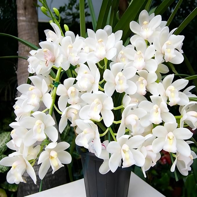 Cymbidium Flower Seeds for Planting Orchid, 100+ Mixed Color Cymbidium Seed, Perennial Plants, Non-GMO Heirloom Orchid Flowers Seeds for Home Decoration Garden Outdoor