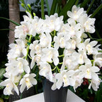 Cymbidium Flower Seeds for Planting Orchid, 100+ Mixed Color Cymbidium Seed, Perennial Plants, Non-GMO Heirloom Orchid Flowers Seeds for Home Decoration Garden Outdoor