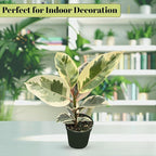Bumble Plants Variegated Rubber Tree Ficus Tineke [Winter Thermal Packaging Included] | Elegant White, Green & Pink Leaves House Plants Indoors Live, Low Maintenance Live Plants Indoor