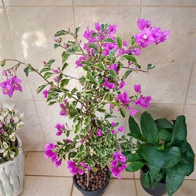 2 Bougainvillea Live Plants, Tropical Bougainvillea Flowering Vine, Fast Growing Outdoor and Container Plant, 4-8'' Tall (Variegated Purple Blooms)