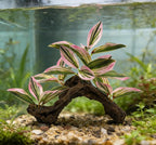 M2cbridge Fish Tank Plastic Soft Grass Artificial Betta Water Plants Decoration Goldfish Hide 2pcs (Pink)