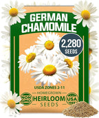 HOME GROWN German Chamomile Seed Pack 2,280 Non GMO Heirloom Seeds for Planting for Sustainable Gardens and Soothing Medicinal Herbal Teas (Matricaria chamomilla)