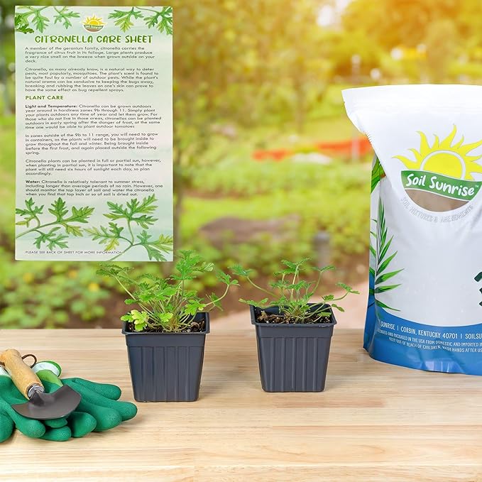 Live Citronella Geranium Plants (2-Pack); Pelargonium Citronella Scented Potted Plants