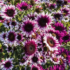 100 Seeds for a Unique Garden - Rare Strawberry Pink Sunflowers (Heirloom Hybrid, Non-GMO) for Butterfly Attraction