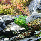 SubstrateSource Anubias Live Aquarium Plants - Potted Freshwater Plant for Fish Tanks, Terrariums - Beginner Friendly Low Light (Stardust Mini, 1 Pot)