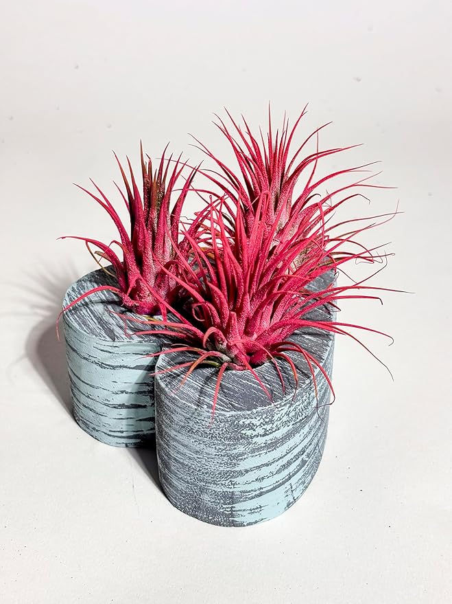 Air Plants - Tillandsia Ionantha - Organically Enhanced Color - Live Arrival Guaranteed - House Plants for Home Decor & Gift (3Pk Coral Glow + Turquoise Heart)