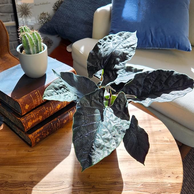 Alocasia Antoro Velvet, Unique Live Houseplant in 6" White Pot, Easy Live Gift, Elephant Ear, Houseplants for Desk Decorations, Real Botanical, Air Purifying Tropicals by Plants for Pets