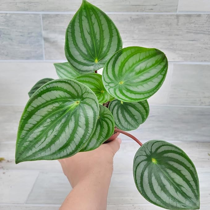 Rare Watermelon Peperomia (Peperomia argyreia) – Live Indoor Houseplant | 4″ Pot | Easy-Care Exotic Plant | Unique Variegated Foliage | Air Purifying Greenery for Home or Office