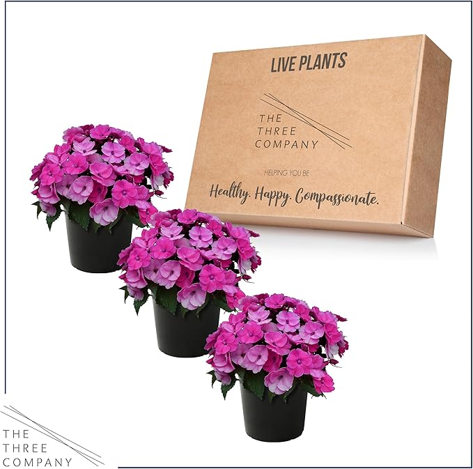 Live Flowering Sunpatiens - Purple (3 Plants Per Pack), Beautiful Annual Summer Color, 10" Tall by 6" Wide in 1 Quart Pot