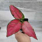 Aglaonema Wishes Pink Lady Valentine, Chinese Evergreen Live Rare House Plants All Plants are Fully Rooted Plants in 4 inch Pot by 3exoticgreen