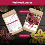 Coleus Rainbow Mix Seeds for Planting – Coleus Colorful Flower Seeds – Non-GMO Heirloom Seeds for Outdoor & Indoor Garden, Containers, Borders, Patios (Coleus scutellarioides)