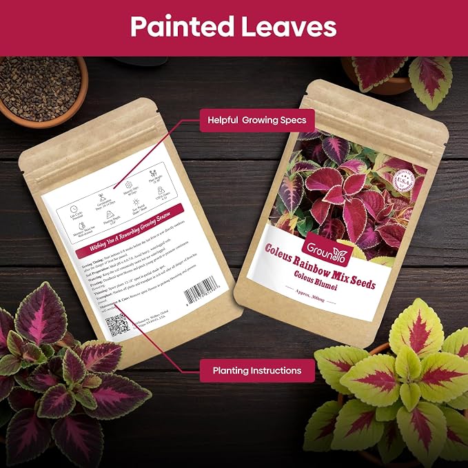 Coleus Rainbow Mix Seeds for Planting – Coleus Colorful Flower Seeds – Non-GMO Heirloom Seeds for Outdoor & Indoor Garden, Containers, Borders, Patios (Coleus scutellarioides)
