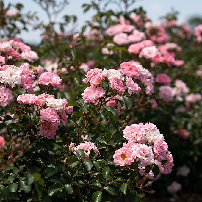 Perfect Plants Blushing Drift Rose Bush in 1 Gallon Grower's Pot | Compact Flowering Ground Cover | Live Bush with Ruffled Pink Flowers | Easy to Grow for Outdoor Landscapes or Container | Zones 4-11