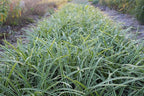 RedCrocus Ice Dance' Sedge Grass, Carex morrowii 'Ice Dance', Variegated Ground Cover, Shade Plant, Container Friendly, Deer Resistant, Pet Safe, Evergreen 1 Gallon (Pack of 2)