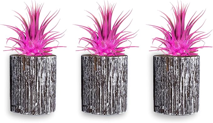 Air Plants - Tillandsia Ionantha - Organically Enhanced Color - Live Arrival Guaranteed - House Plants for Home Decor & Gift (3pk Rose Pink + White Barrels)